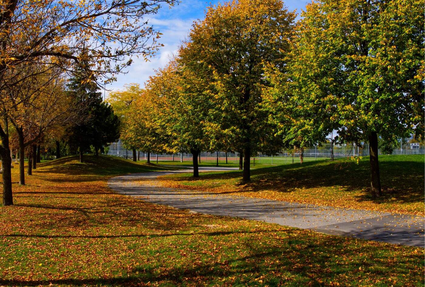 A winding park path lined with trees in fall color