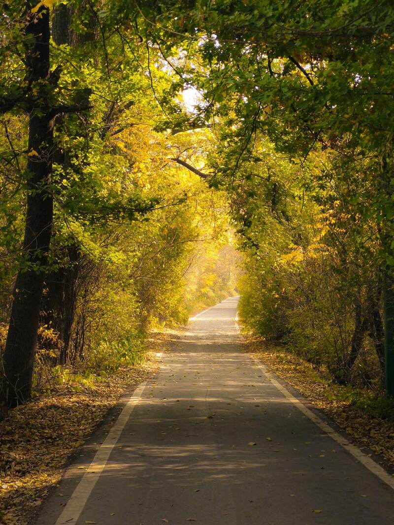 A paved path under a canopy of trees turning gold
